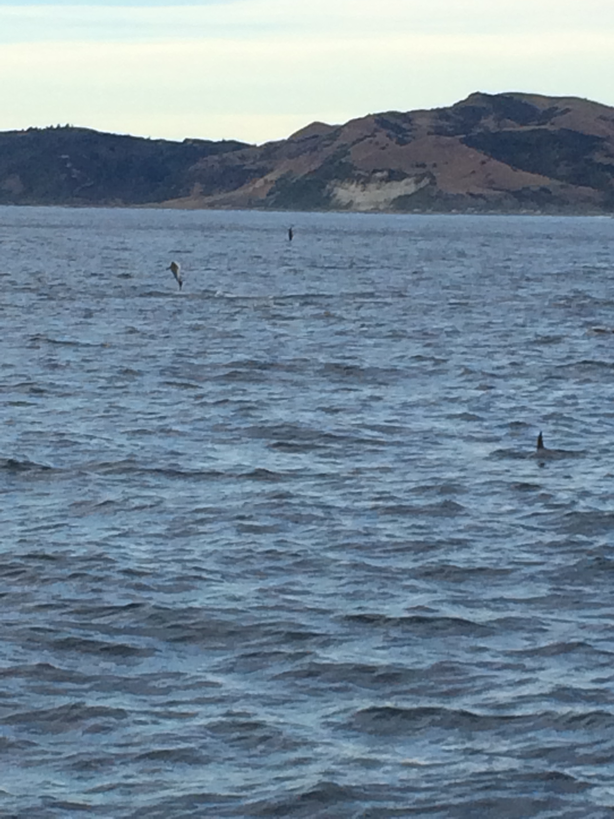 The dolphin acrobatics