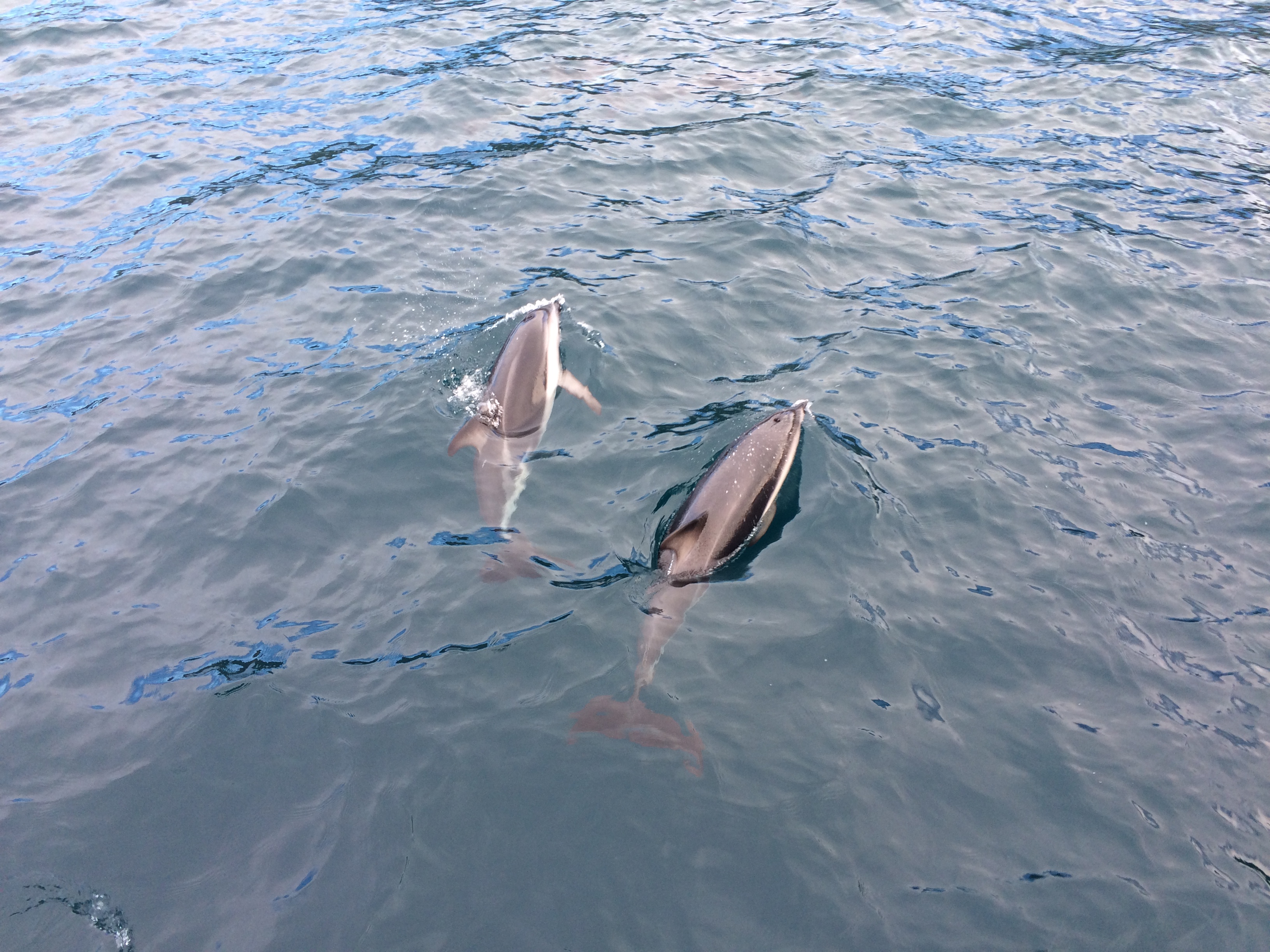 Dusky dolphins