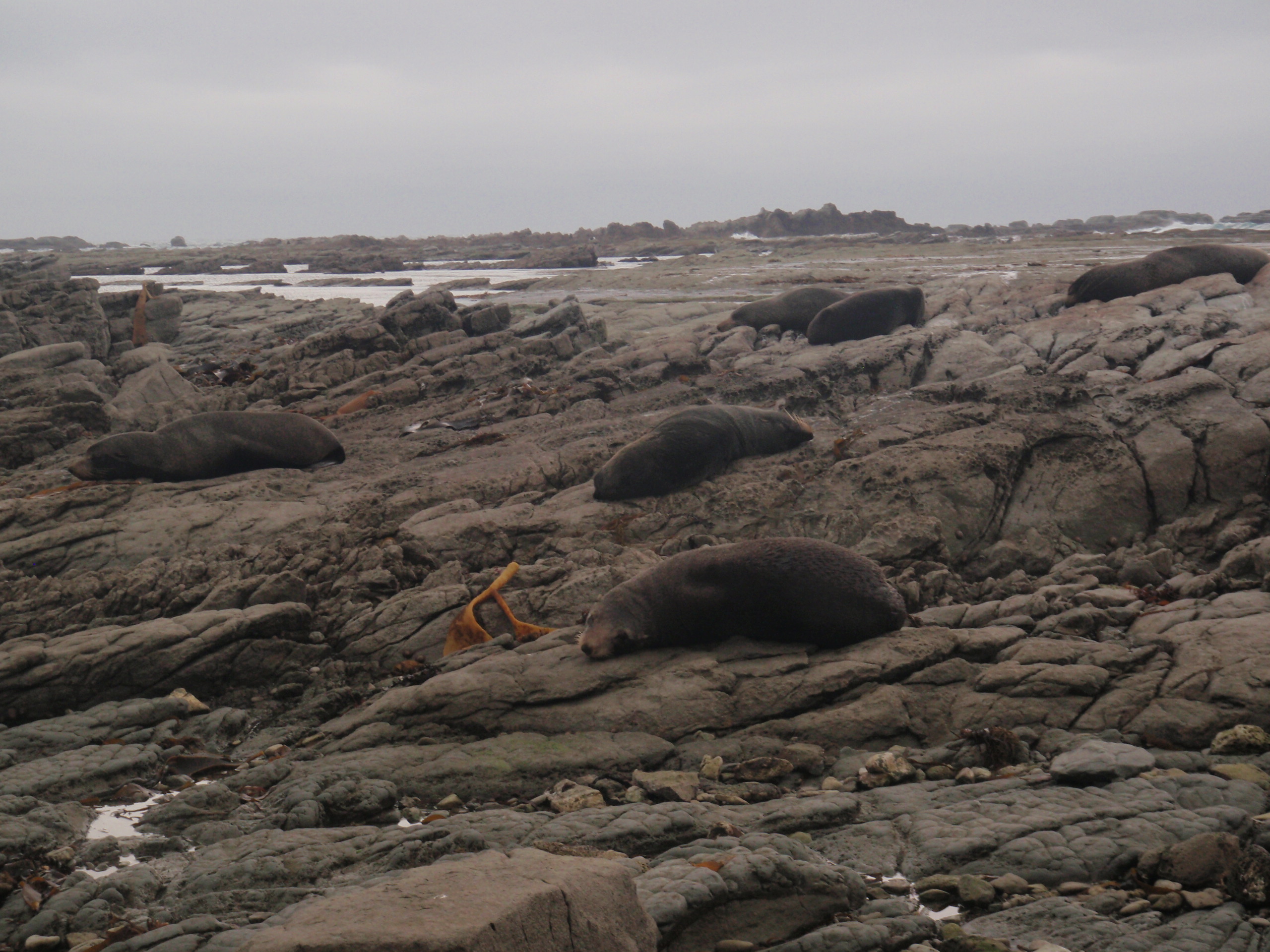 The seal colony