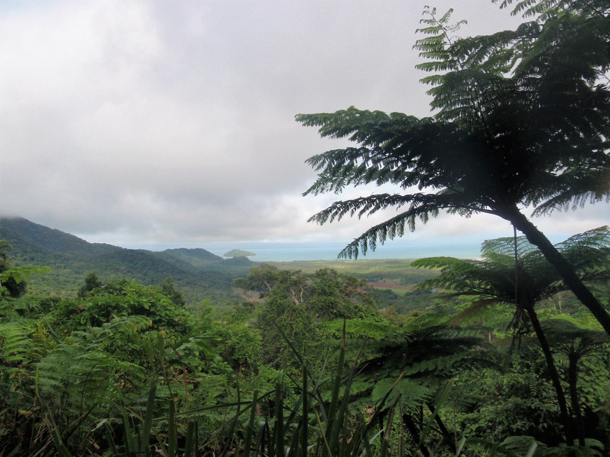 Where the rainforest meets the reef