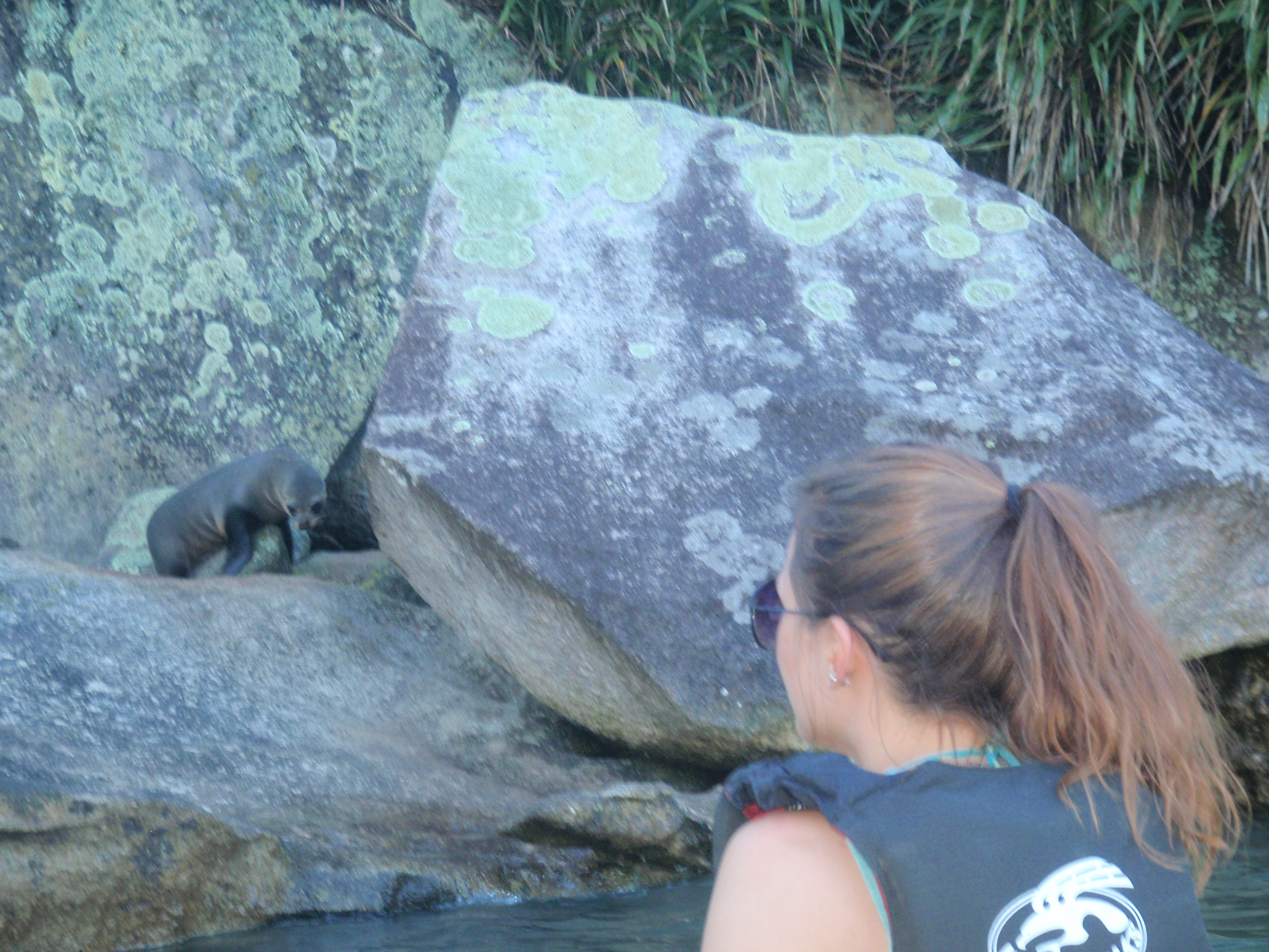 Spotting a seal