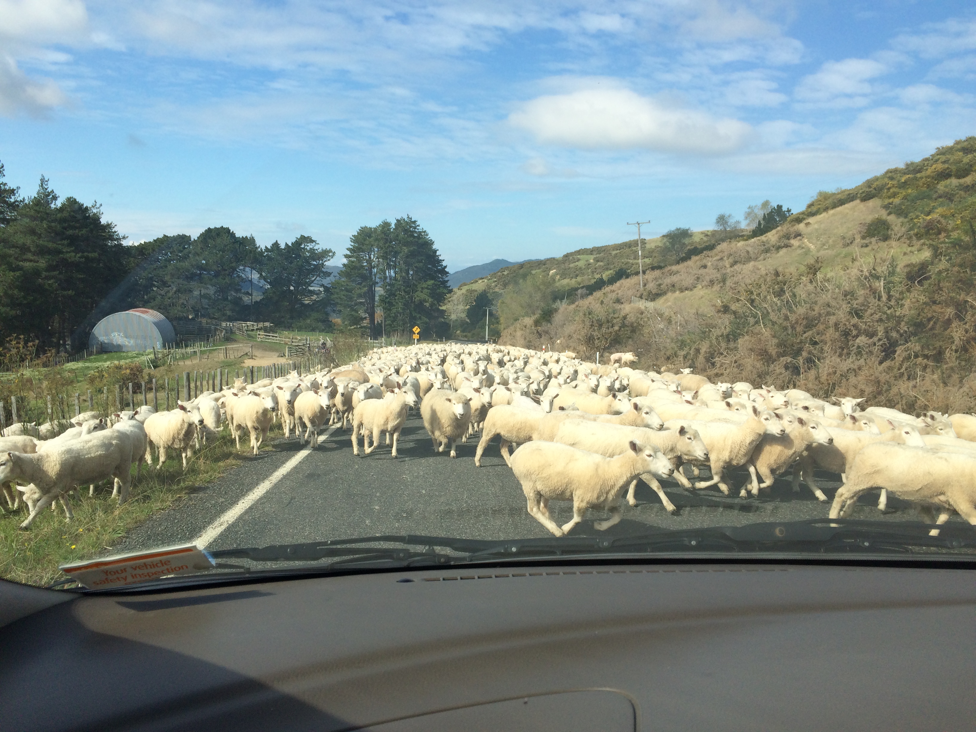 A Kiwi traffic jam