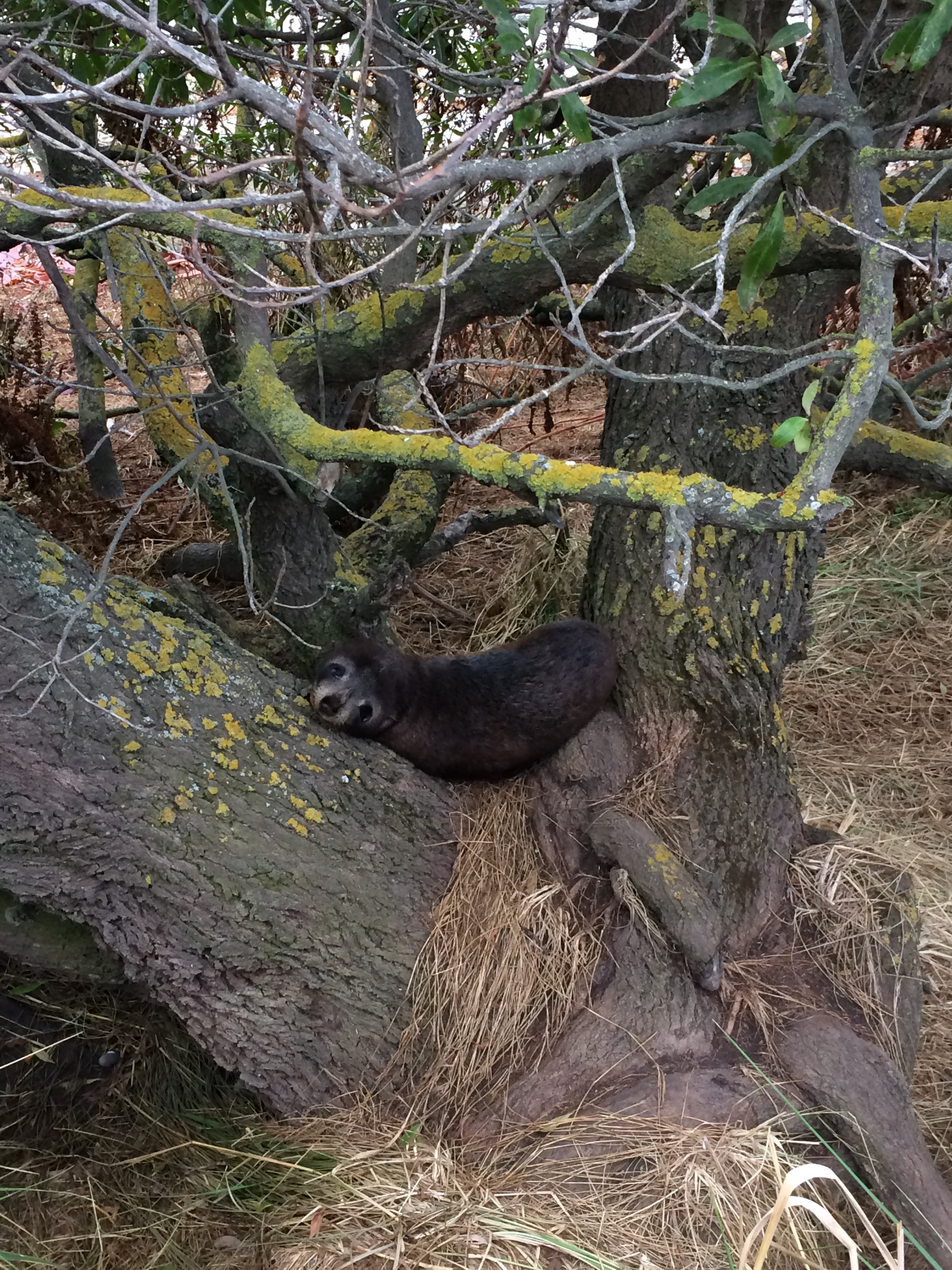 a baby seal in a tree