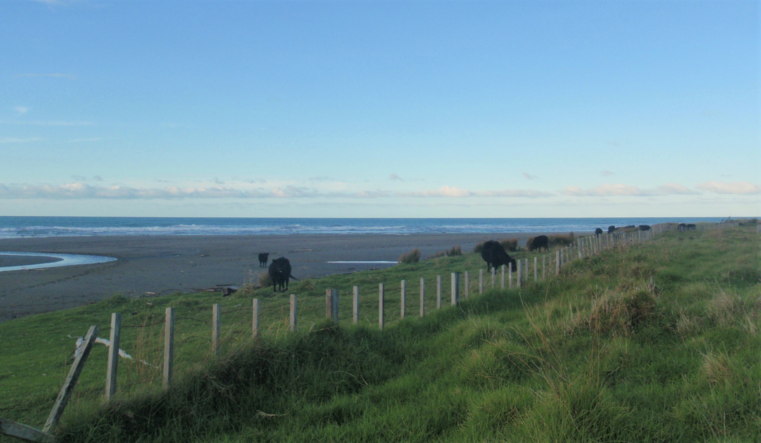 East Cape cow beach