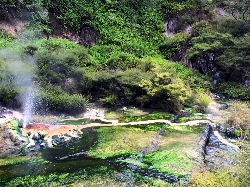Geyser at Waimangu